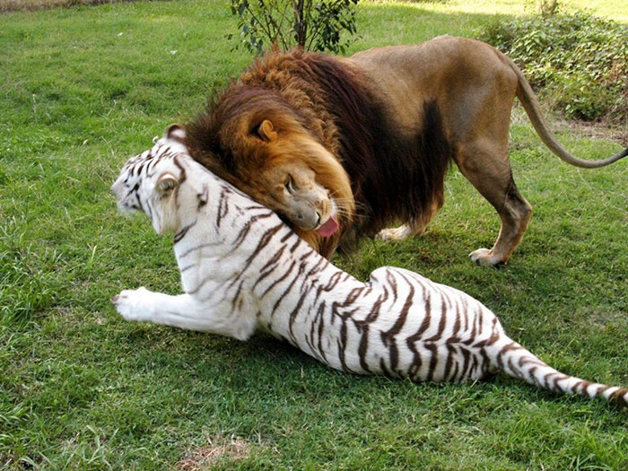 rescue-lion-tiger-couple-zabu-cameron-6