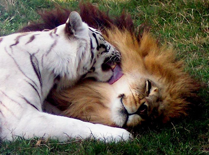 rescue-lion-tiger-couple-zabu-cameron-9