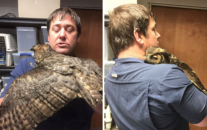 Owl Recognizes The Man Who Saved Her, Gives Him The Most Heartfelt Hug