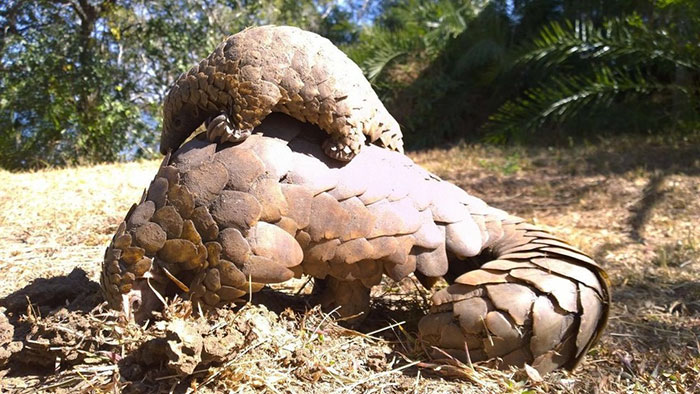 rescue-pangolin-trade-mother-baby-zambia-2