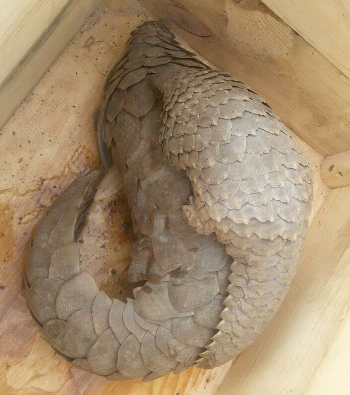 rescue-pangolin-trade-mother-baby-zambia-3