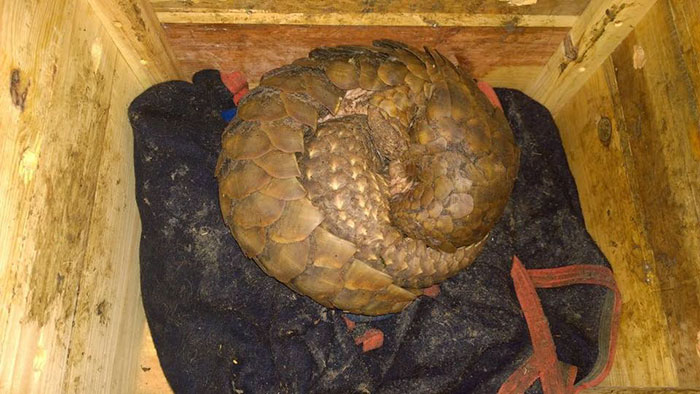 rescue-pangolin-trade-mother-baby-zambia-4