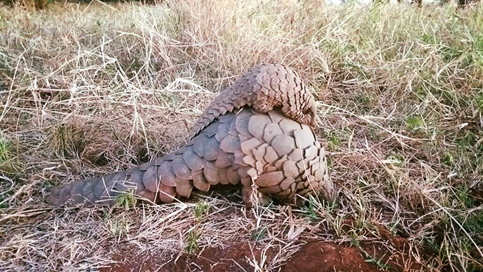 rescue-pangolin-trade-mother-baby-zambia-6