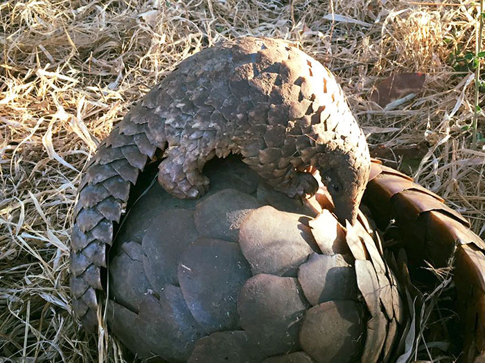 rescue-pangolin-trade-mother-baby-zambia-7