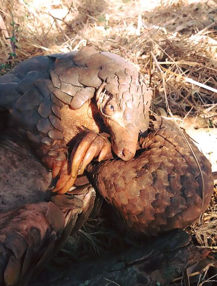 rescue-pangolin-trade-mother-baby-zambia-8