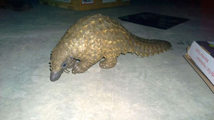 rescue-pangolin-trade-mother-baby-zambia-9