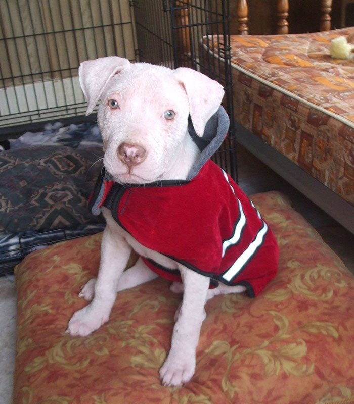 Pit Bull Pup Can't Believe His Rescuer Is Back To Adopt Him