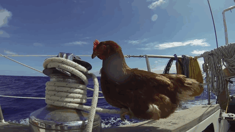 Chicken Sails Around The World With Her Human Friend