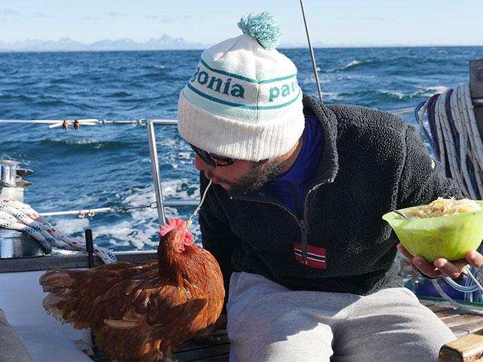 Chicken Sails Around The World With Her Human Friend
