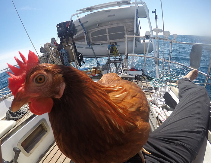 sailing-chicken-guy-monique-guirec-soudeel-21