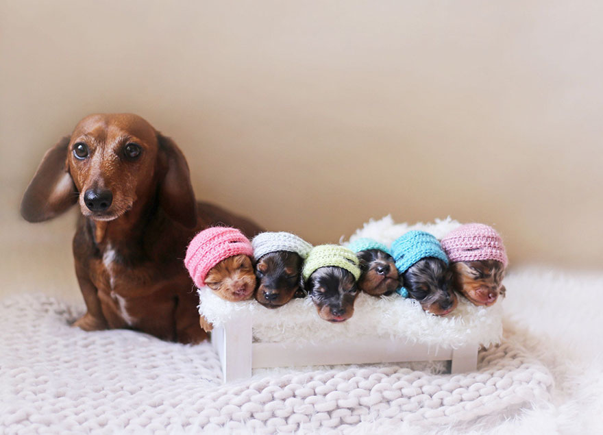 sausage-dog-maternity-photoshoot-puppies-2