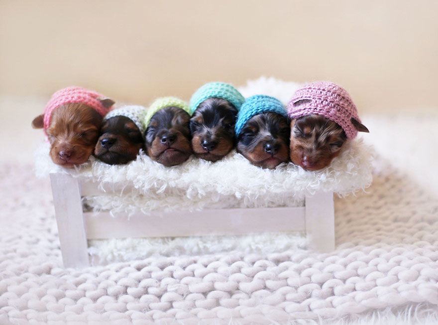 Proud Sausage Dog Poses With Her 6 Tiny Sausages For Maternity Photoshoot
