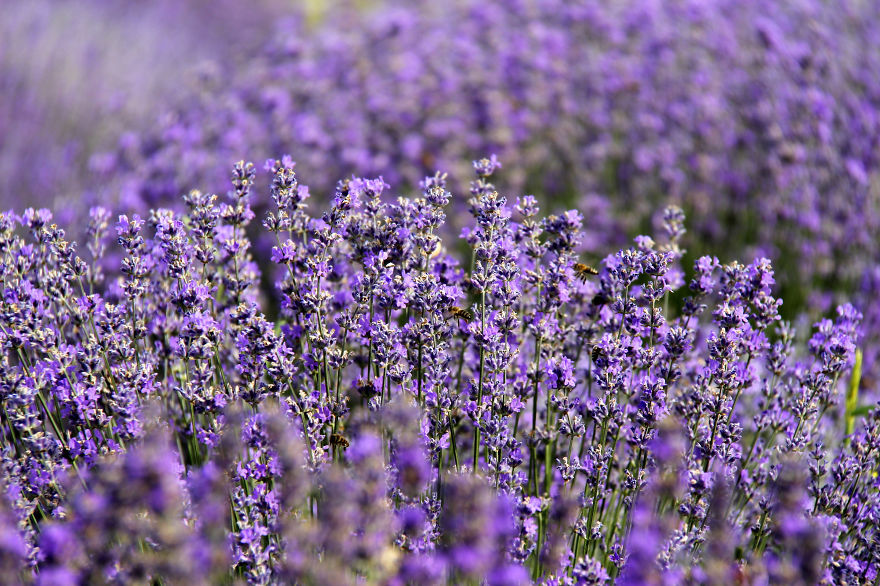 Walk Around The Lavender Fields.
