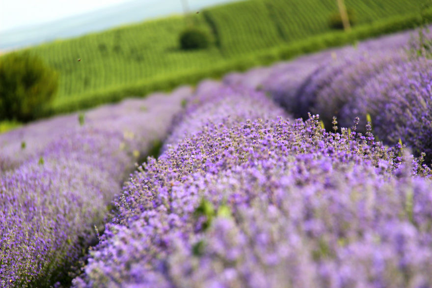 Walk Around The Lavender Fields.