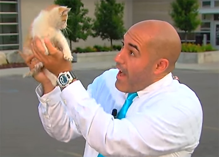 Stray Kitten Interrupts Live Newscast And Gets Rescued