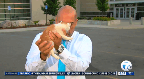 Stray Kitten Interrupts Live Newscast And Gets Rescued