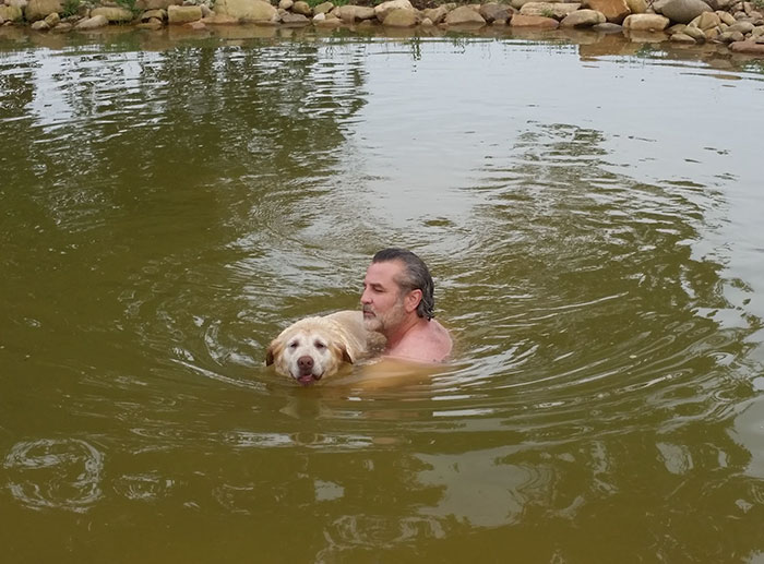 swimming-dog-old-labrador-retriever-hallie-beary-2