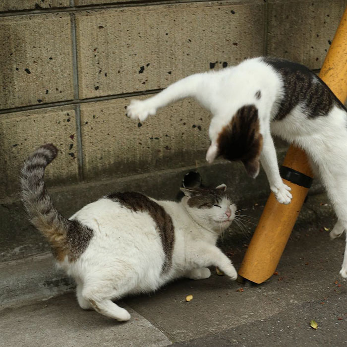 Tokyo’s Stray Cats