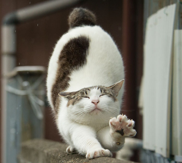 Tokyo’s Stray Cats
