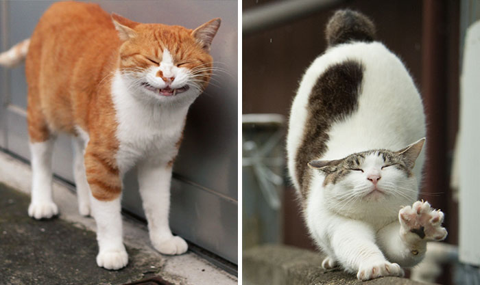 Japanese Photographer Documents The Many Faces of Tokyo’s Stray Cats (47 Pics)
