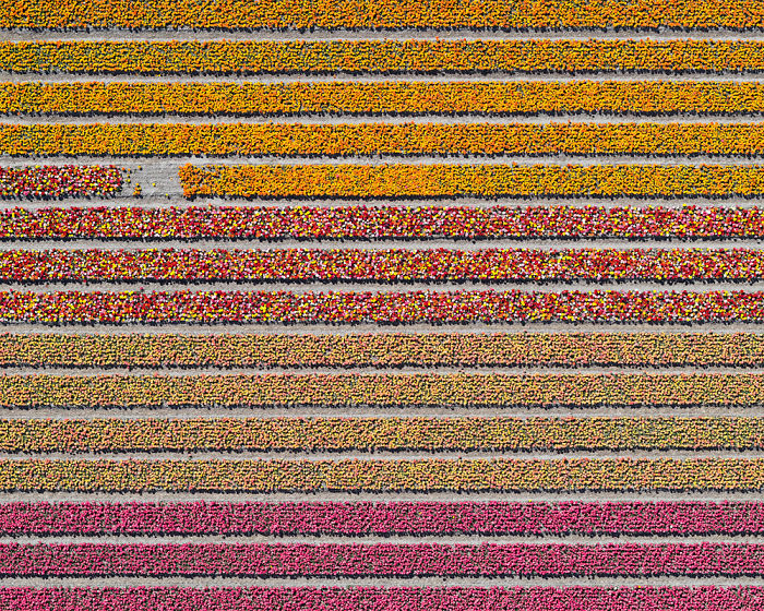 Colourful Patterns Of Tulip Fields In Netherlands