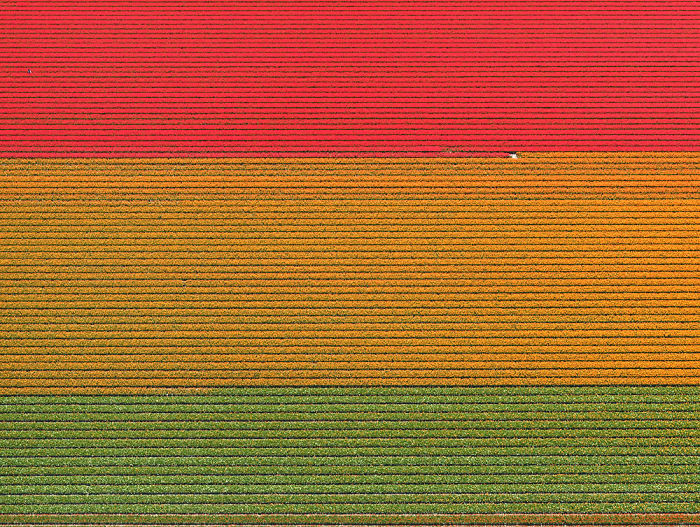 Colourful Patterns Of Tulip Fields In Netherlands