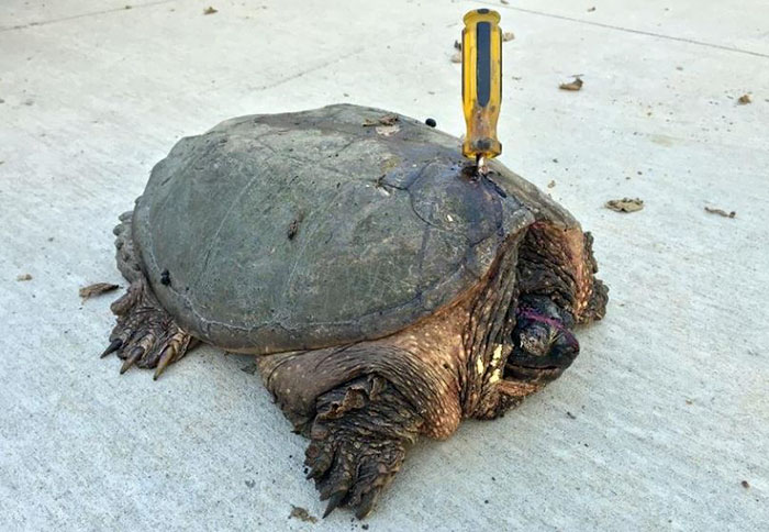 turtle-stabbed-screwdriver-tuttle-2