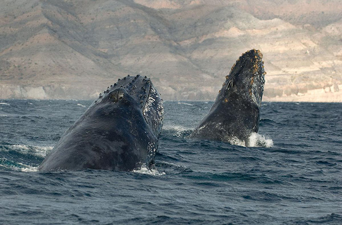 Photographer Spends 25 Years Trying To Document The Majestic Beauty Of Whales And Dolphins