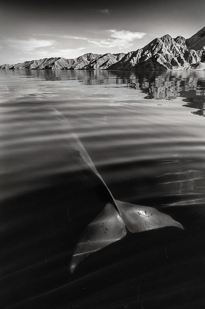 Photographer Spends 25 Years Trying To Document The Majestic Beauty Of Whales And Dolphins