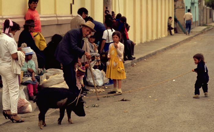 When Dad Says: Go On Son, Take The Piggy To Market