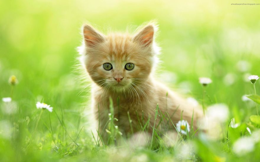 Collection Of Very Cute Cats Pictures
