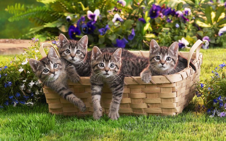 Collection Of Very Cute Cats Pictures