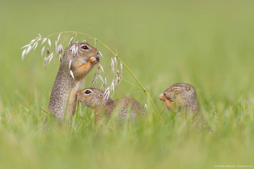 Photographer Captures The Fun Side Of Ground Squirrels