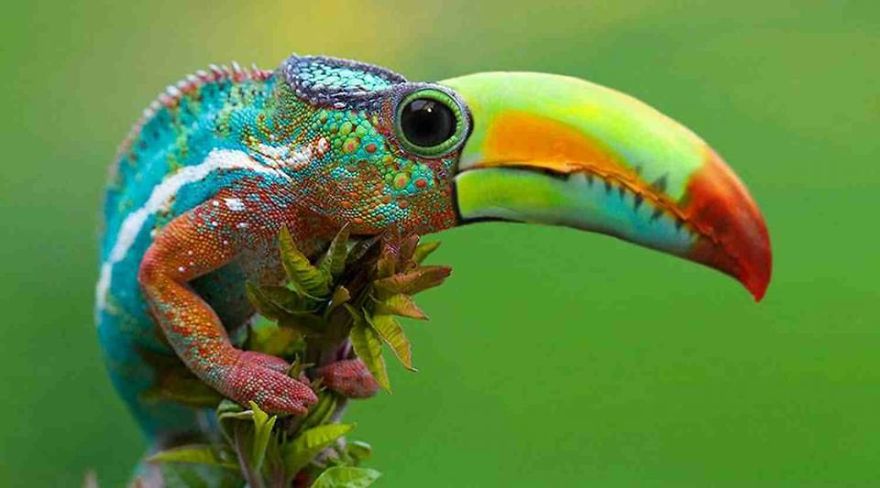 Photoshopped Hybrid Animals &ndash; Part 3
