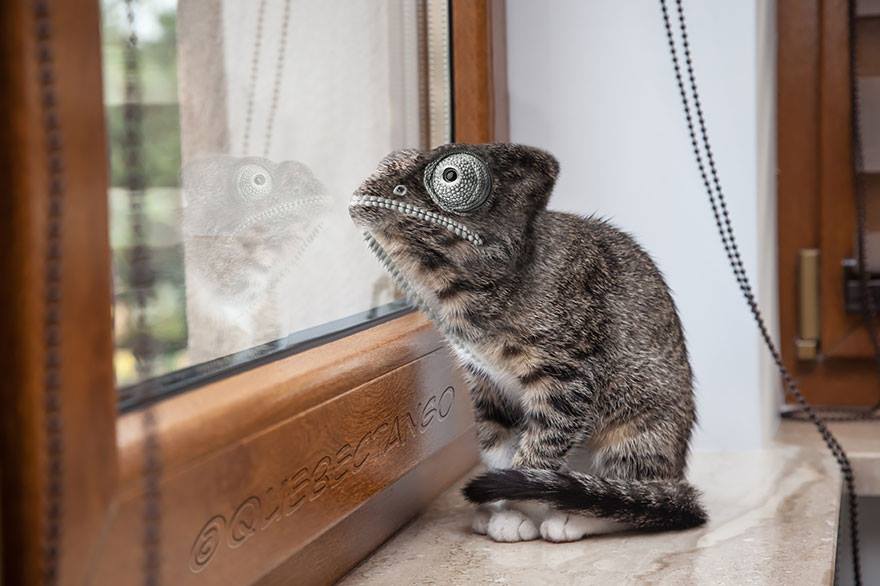 Photoshopped Hybrid Animals &ndash; Part 3