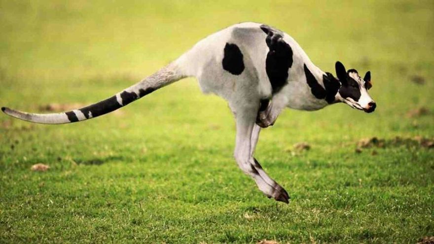 Photoshopped Hybrid Animals &ndash; Part 3