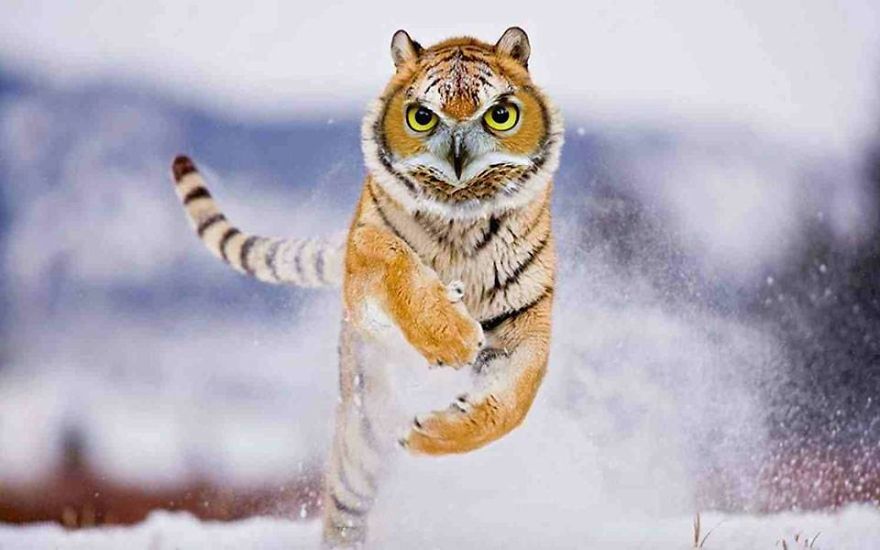 Photoshopped Hybrid Animals &ndash; Part 3