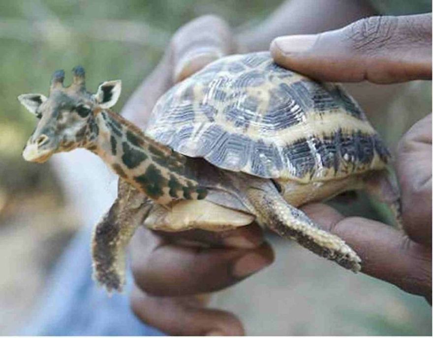Photoshopped Hybrid Animals &ndash; Part 3