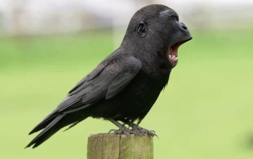 Photoshopped Hybrid Animals &ndash; Part 3