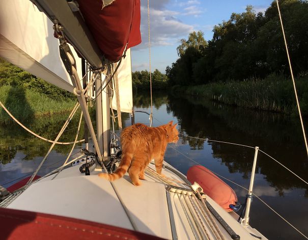 Ship's Cat Should Keep Mice Off - He Brings Them Back !