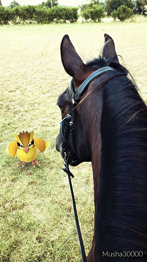 Pokemon Hunting On Horse