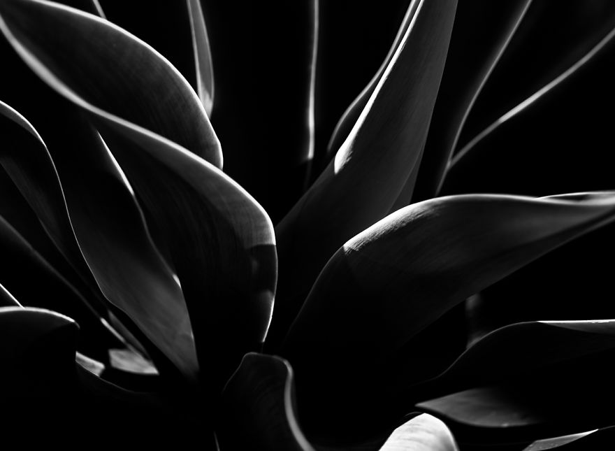 In My Spare Time I Enjoy Photographing My Natural Surrounding. In This Case, Agave Plants.