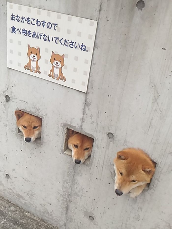 These Shiba Are Sticking Their Heads Out For Attention And It's The Cutest Thing Ever
