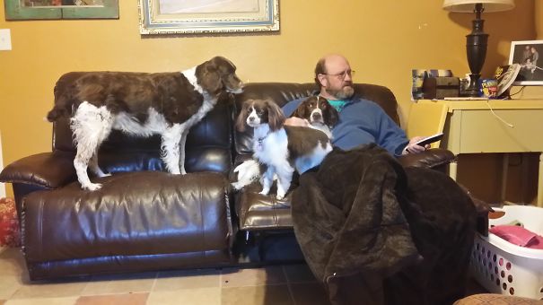 My Three Spaniels. Two Are Springer And Polly Is The 2 Year Old Cocker Mix