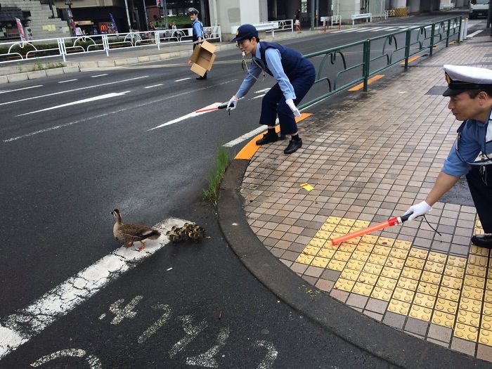Japanese Police Officers Helping A Duck Family Cross The Road