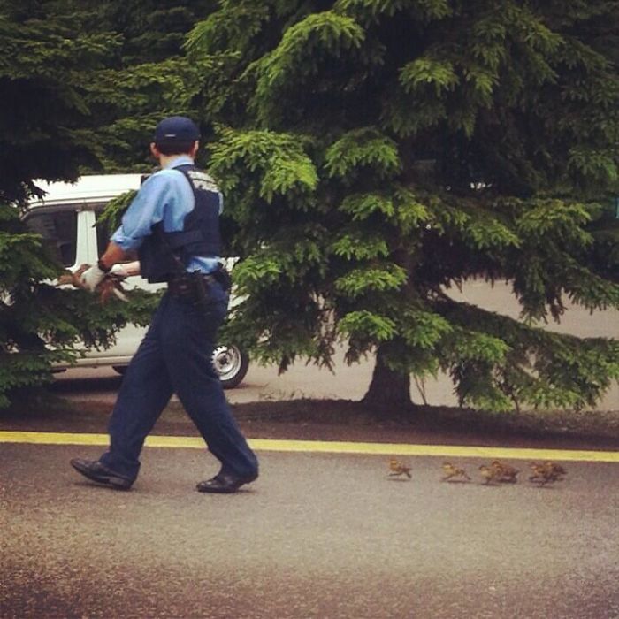 Officer Helping Little Ducks To Cross The Road