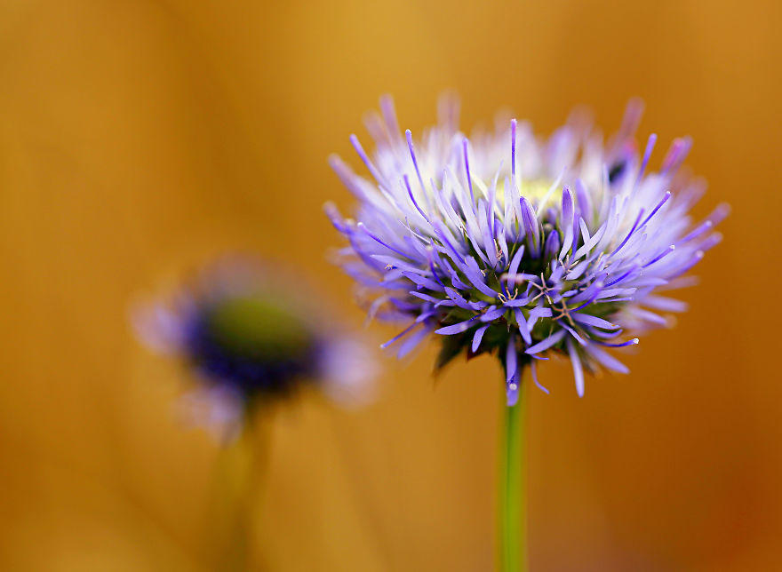 5+ Photos That Only Nature Flower Photographers Are Crazy