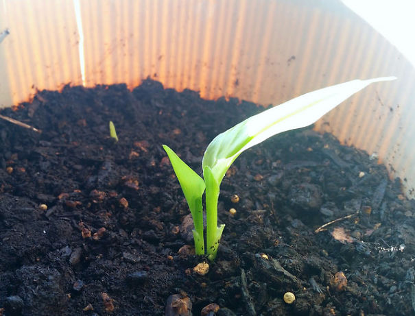 I Am Growing My Own Turmeric