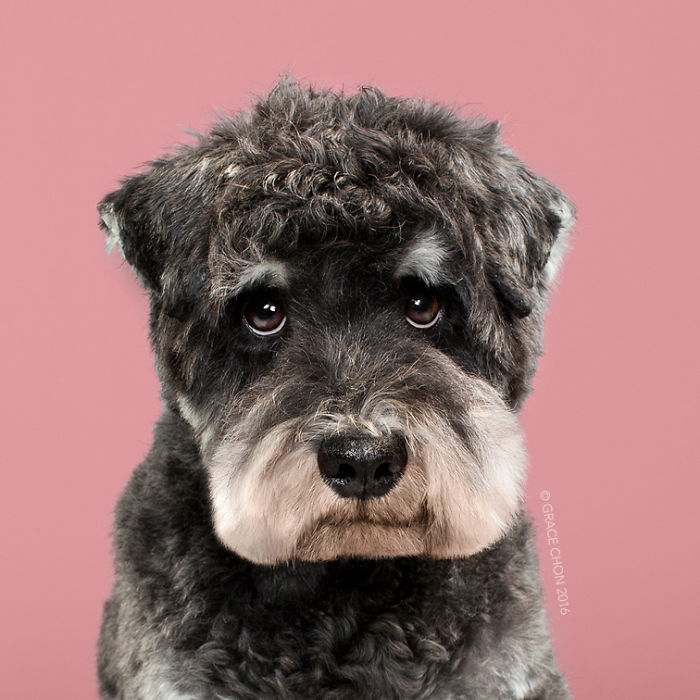 Dogs Before And After Their Haircuts (16 Pics)