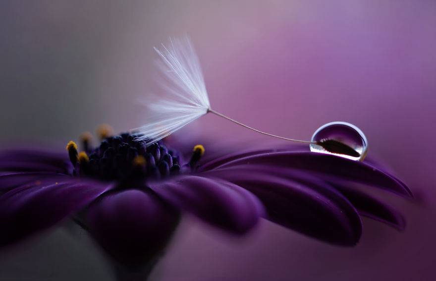 My Macro Photograph Of A Flower With Drop